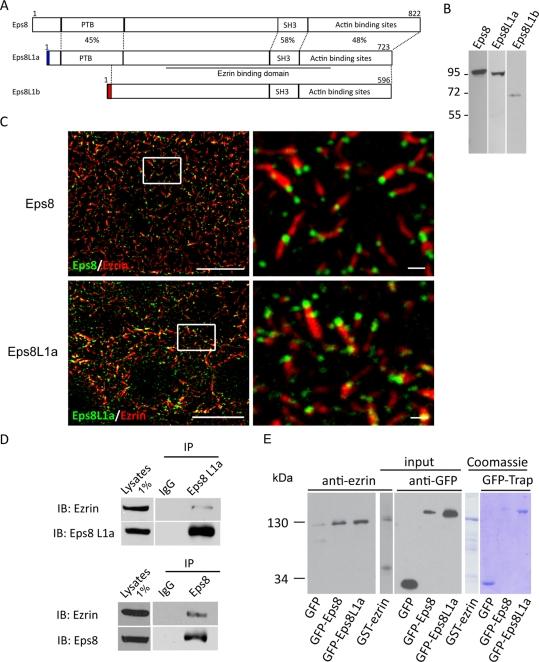 https://cdn.ncbi.nlm.nih.gov/pmc/blobs/2c89/3302735/e5890579d497/1080fig1.jpg