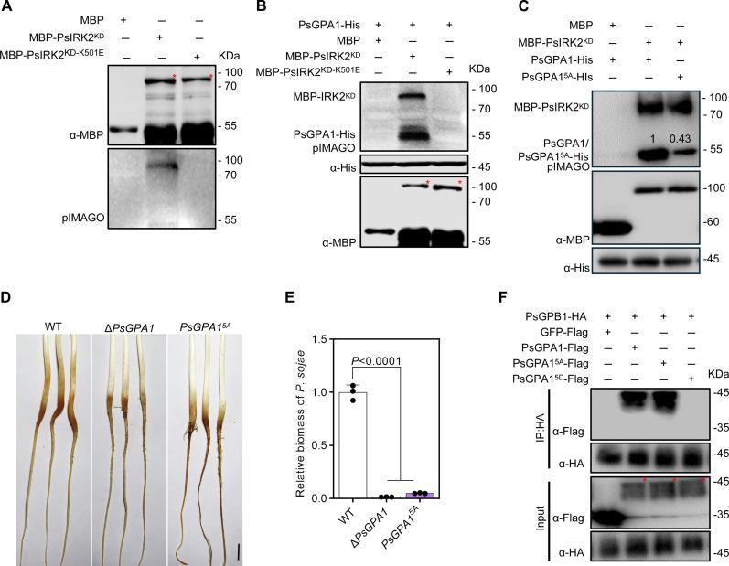 https://cdn.ncbi.nlm.nih.gov/pmc/blobs/2c8c/11708900/517e2264dab8/sciadv.adt0925-f3.jpg
