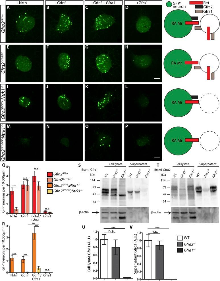 https://cdn.ncbi.nlm.nih.gov/pmc/blobs/2c8f/4408446/86a6575e6d32/elife06828f007.jpg