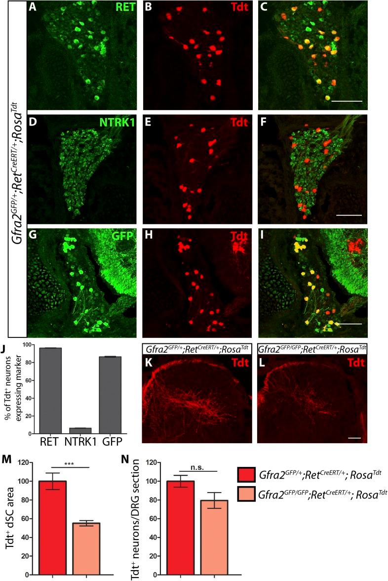 https://cdn.ncbi.nlm.nih.gov/pmc/blobs/2c8f/4408446/8cb3d4caf235/elife06828f003.jpg