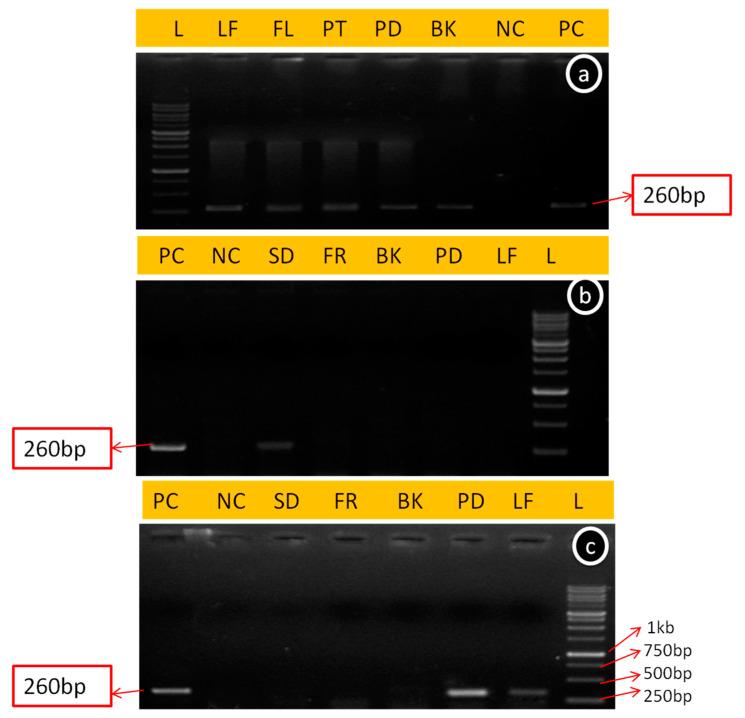 https://cdn.ncbi.nlm.nih.gov/pmc/blobs/2c91/10059951/44dbf147b4b4/viruses-15-00795-g003.jpg