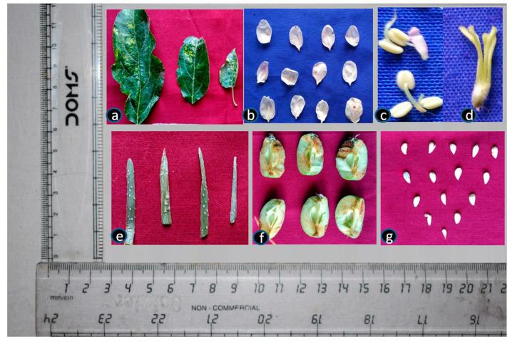 https://cdn.ncbi.nlm.nih.gov/pmc/blobs/2c91/10059951/ff4c66328e78/viruses-15-00795-g001.jpg