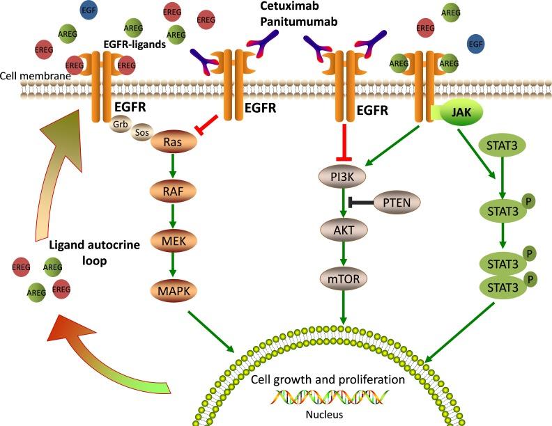 https://cdn.ncbi.nlm.nih.gov/pmc/blobs/2c93/5354808/56bc33d9b371/oncotarget-08-3980-g001.jpg