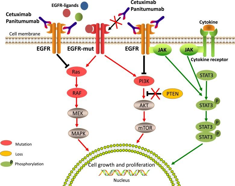 https://cdn.ncbi.nlm.nih.gov/pmc/blobs/2c93/5354808/668d996b7337/oncotarget-08-3980-g002.jpg