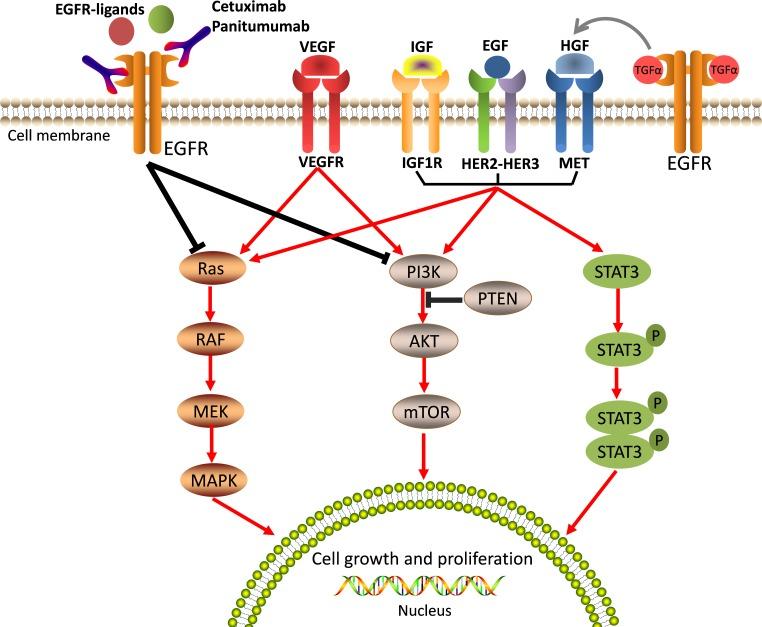 https://cdn.ncbi.nlm.nih.gov/pmc/blobs/2c93/5354808/e12522957aed/oncotarget-08-3980-g003.jpg