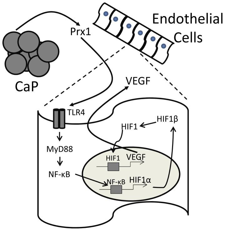 https://cdn.ncbi.nlm.nih.gov/pmc/blobs/2c9c/3503895/96ea8866e699/pone.0050394.g010.jpg