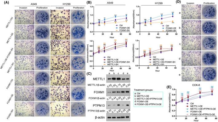 https://cdn.ncbi.nlm.nih.gov/pmc/blobs/2c9f/11225164/9e4190c1190e/CAM4-13-e7420-g001.jpg