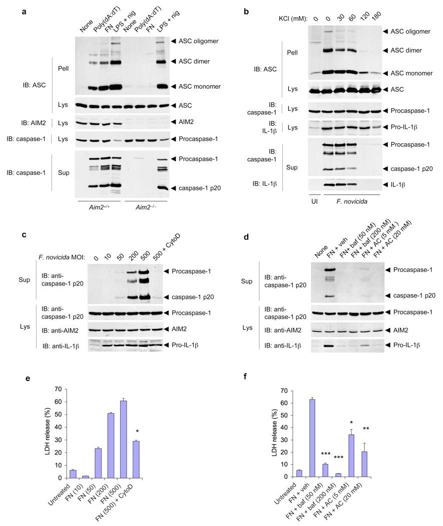 https://cdn.ncbi.nlm.nih.gov/pmc/blobs/2c9f/3111085/0516d3fc169a/nihms184297f3.jpg