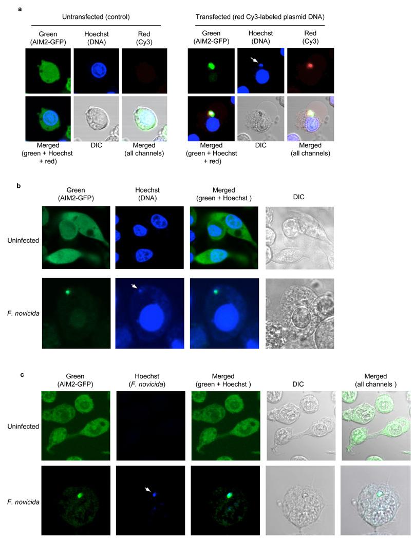 https://cdn.ncbi.nlm.nih.gov/pmc/blobs/2c9f/3111085/cfe5d1a440b0/nihms184297f5.jpg