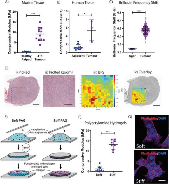 https://cdn.ncbi.nlm.nih.gov/pmc/blobs/2ca0/11186052/a93eb6b055bb/ADVS-11-2307963-g004.jpg