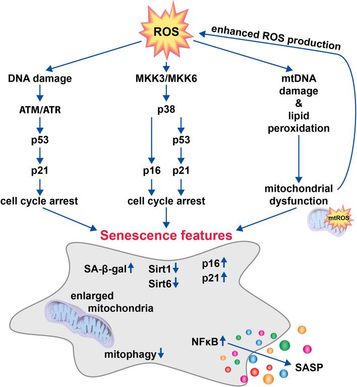 https://cdn.ncbi.nlm.nih.gov/pmc/blobs/2ca2/10541721/0cc2a6e4ae60/11658_2023_489_Fig3_HTML.jpg