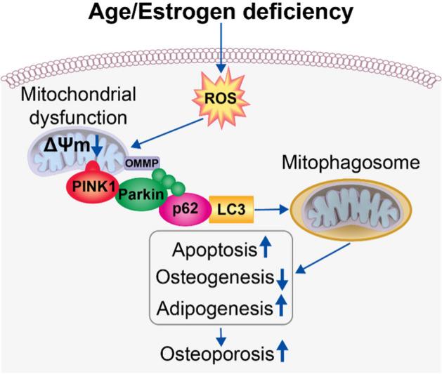 https://cdn.ncbi.nlm.nih.gov/pmc/blobs/2ca2/10541721/2fafc99cefc5/11658_2023_489_Fig5_HTML.jpg