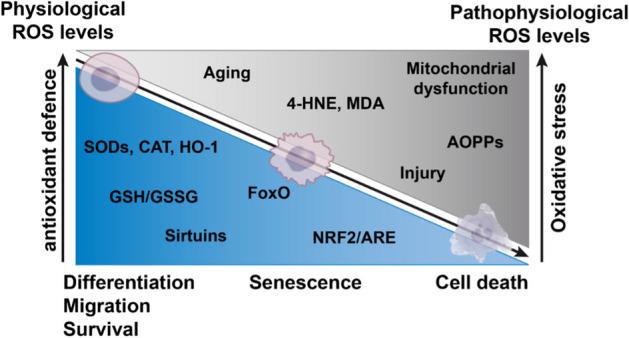 https://cdn.ncbi.nlm.nih.gov/pmc/blobs/2ca2/10541721/7e400fcdf450/11658_2023_489_Fig1_HTML.jpg