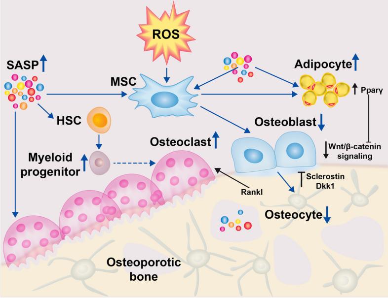 https://cdn.ncbi.nlm.nih.gov/pmc/blobs/2ca2/10541721/b67f96e4e5b5/11658_2023_489_Fig4_HTML.jpg