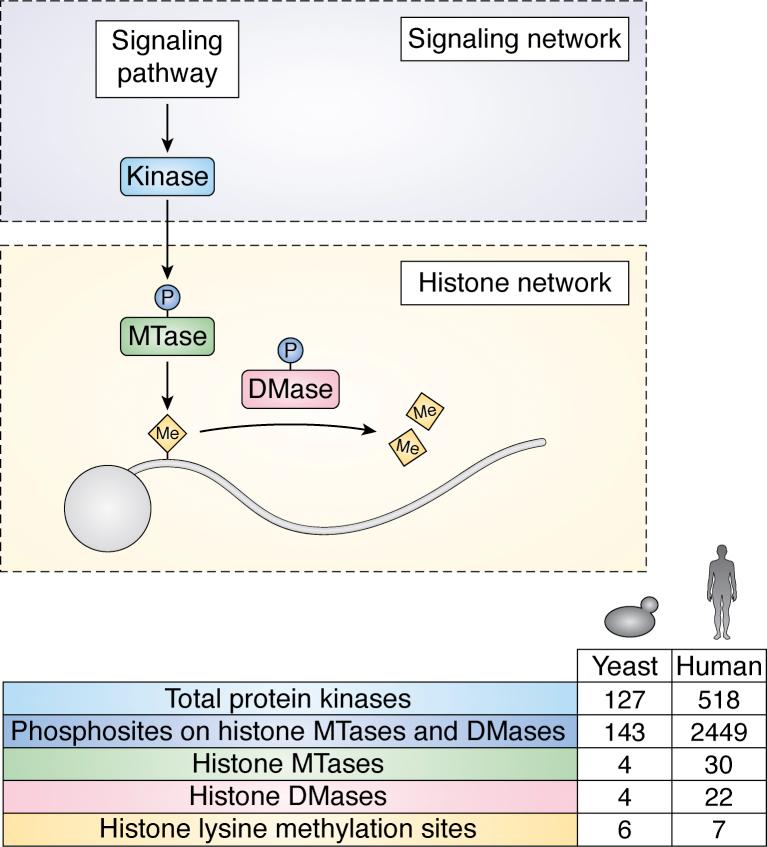 https://cdn.ncbi.nlm.nih.gov/pmc/blobs/2ca2/8329514/322ded326785/gr6.jpg