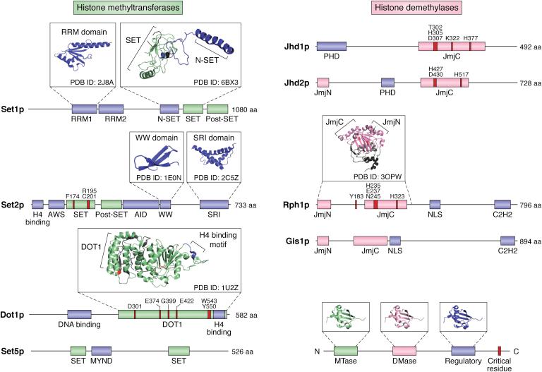 https://cdn.ncbi.nlm.nih.gov/pmc/blobs/2ca2/8329514/a1003a2908a7/gr3.jpg