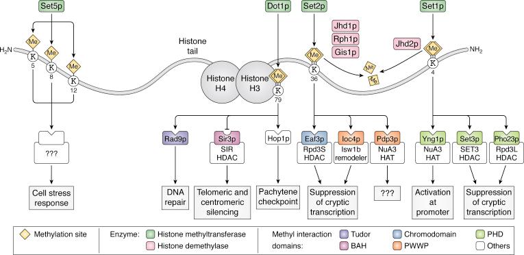 https://cdn.ncbi.nlm.nih.gov/pmc/blobs/2ca2/8329514/d1886757cc49/gr1.jpg