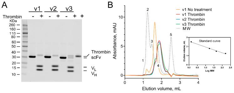 https://cdn.ncbi.nlm.nih.gov/pmc/blobs/2ca2/9330781/81b2b954d024/ijms-23-08134-g003.jpg