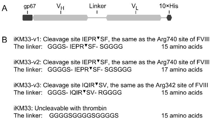 https://cdn.ncbi.nlm.nih.gov/pmc/blobs/2ca2/9330781/d79a1ad8ed20/ijms-23-08134-g001.jpg