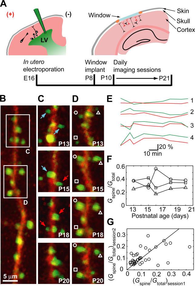 https://cdn.ncbi.nlm.nih.gov/pmc/blobs/2ca3/1637085/a4a5bdc6a3e7/pbio.0040370.g001.jpg