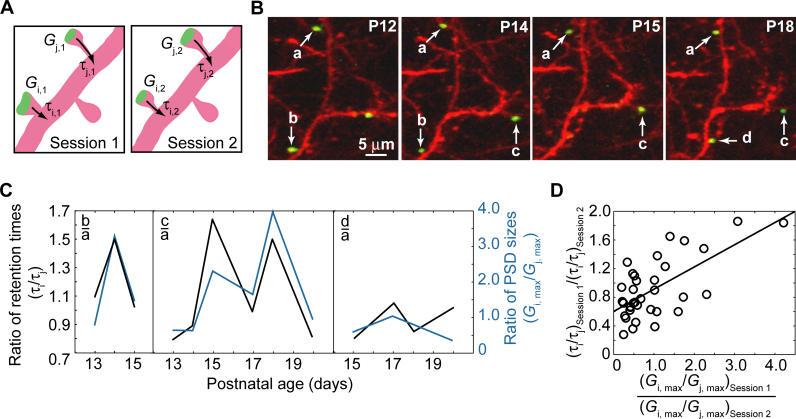 https://cdn.ncbi.nlm.nih.gov/pmc/blobs/2ca3/1637085/fbb1d7dc4aae/pbio.0040370.g006.jpg