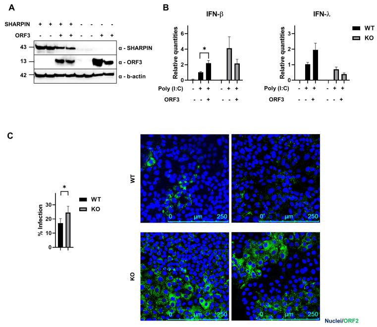 https://cdn.ncbi.nlm.nih.gov/pmc/blobs/2ca8/10748205/4a3c388d7a3b/viruses-15-02412-g005.jpg