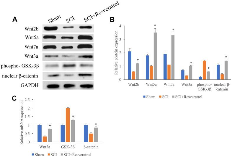 https://cdn.ncbi.nlm.nih.gov/pmc/blobs/2ca8/8580349/34d096617599/aging-13-203628-g004.jpg