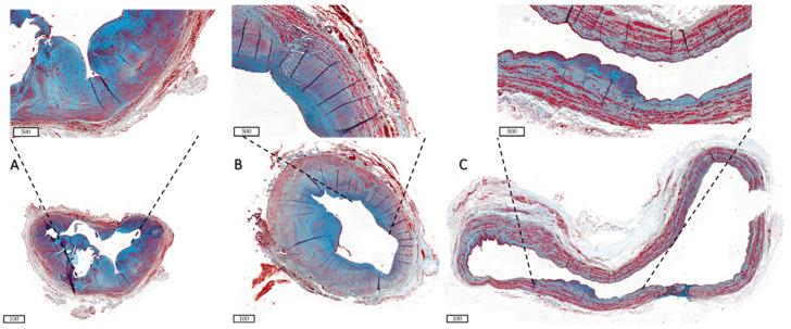 https://cdn.ncbi.nlm.nih.gov/pmc/blobs/2cac/10341877/3a17eec174d3/ijms-24-10825-g003.jpg