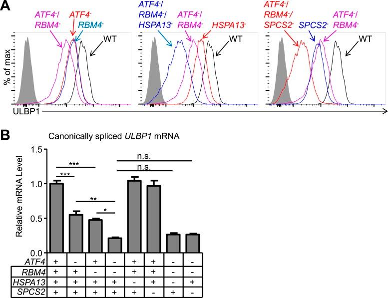 https://cdn.ncbi.nlm.nih.gov/pmc/blobs/2cb0/4629278/97800446742f/elife08474f003.jpg