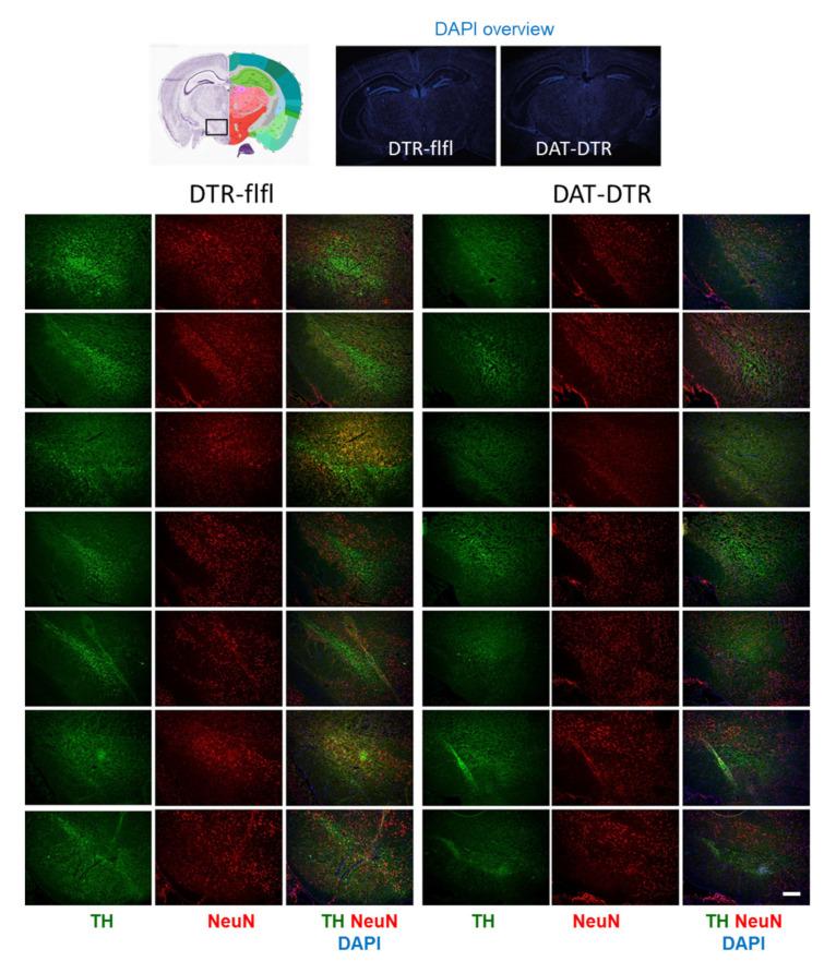 https://cdn.ncbi.nlm.nih.gov/pmc/blobs/2cb6/8430633/725deea8f0c9/ijms-22-09496-g002.jpg