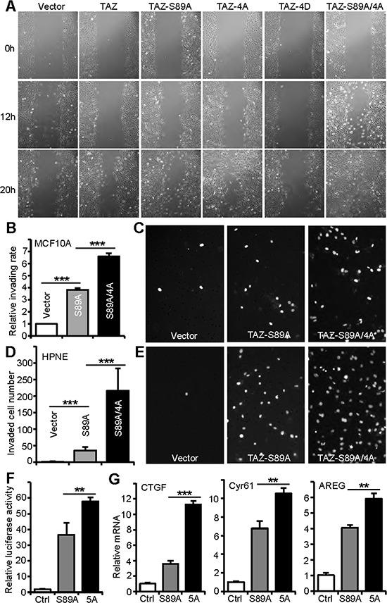 https://cdn.ncbi.nlm.nih.gov/pmc/blobs/2cba/4741614/8b6b4d1aefc3/oncotarget-06-31399-g005.jpg
