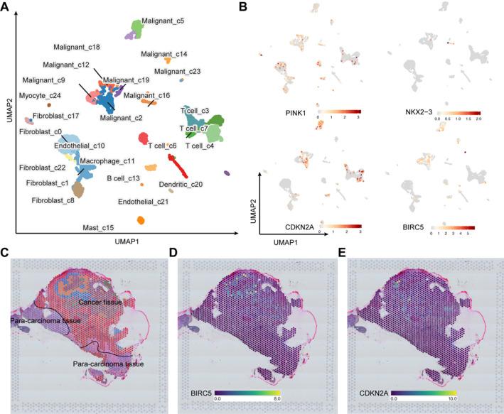 https://cdn.ncbi.nlm.nih.gov/pmc/blobs/2cbb/12334390/1520244fbf74/12672_2025_3372_Fig5_HTML.jpg