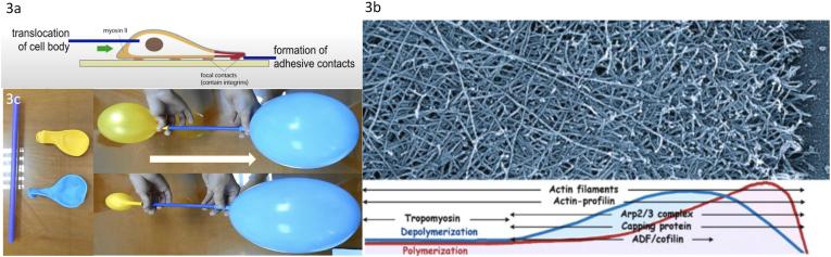 https://cdn.ncbi.nlm.nih.gov/pmc/blobs/2cc4/12127579/304521fa5a67/gr3a.jpg