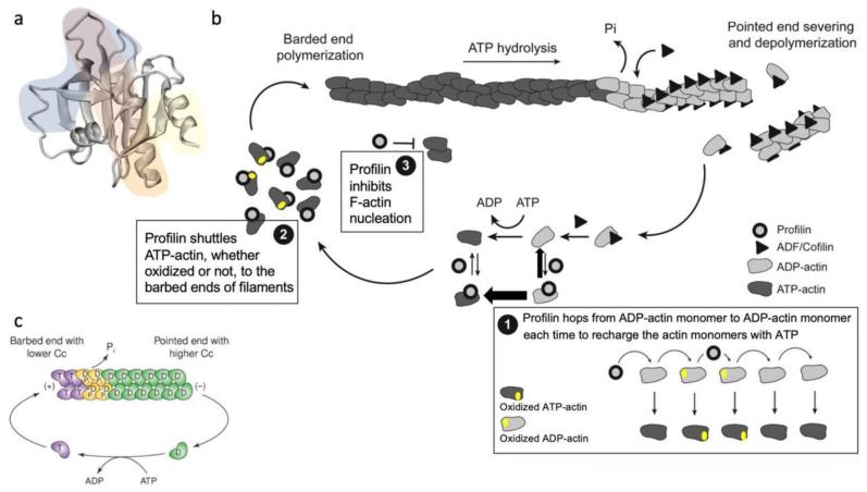 https://cdn.ncbi.nlm.nih.gov/pmc/blobs/2cc4/12127579/baab45503bb6/gr2.jpg