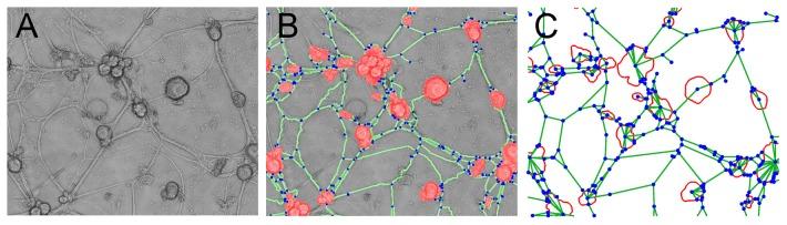 https://cdn.ncbi.nlm.nih.gov/pmc/blobs/2cc7/3904852/6679bc66be70/pone.0085828.g002.jpg