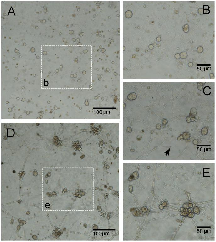https://cdn.ncbi.nlm.nih.gov/pmc/blobs/2cc7/3904852/f671939e7cf8/pone.0085828.g001.jpg
