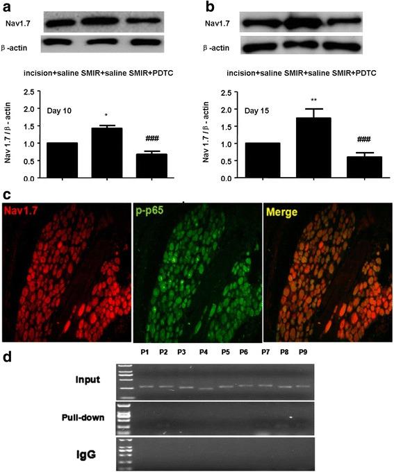 https://cdn.ncbi.nlm.nih.gov/pmc/blobs/2cc8/5678798/aaefd9bac040/12871_2017_438_Fig5_HTML.jpg