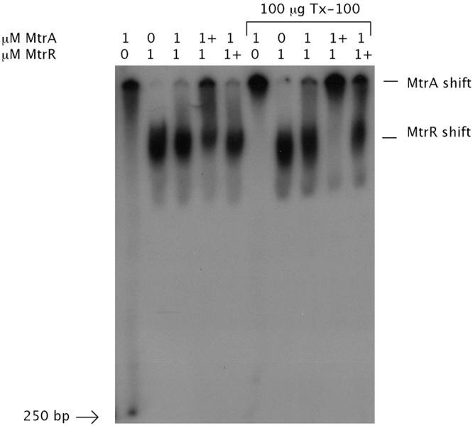https://cdn.ncbi.nlm.nih.gov/pmc/blobs/2cc9/3517864/39764cd69440/mbo0061213800003.jpg