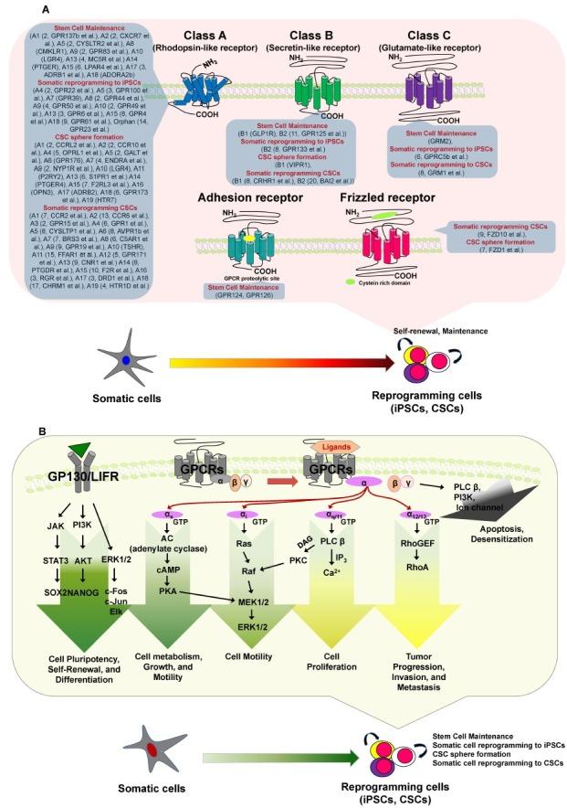 https://cdn.ncbi.nlm.nih.gov/pmc/blobs/2cc9/4352616/92745fd98a82/BMB-48-68-g002.jpg