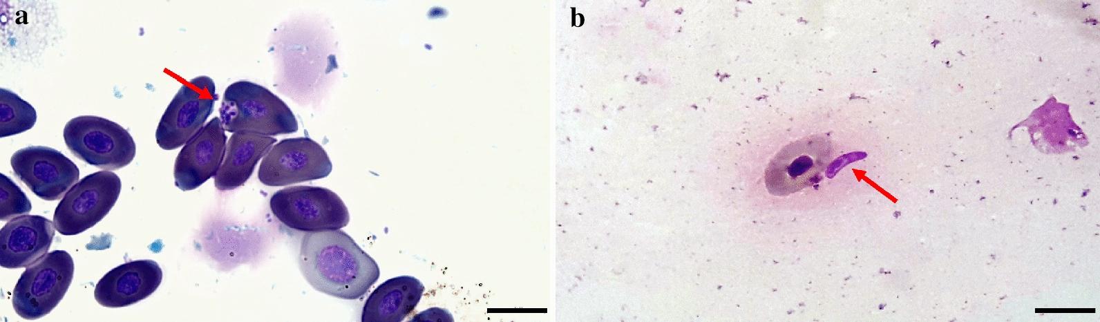 https://cdn.ncbi.nlm.nih.gov/pmc/blobs/2cc9/8425000/8b9873413ce8/13071_2021_4973_Fig3_HTML.jpg