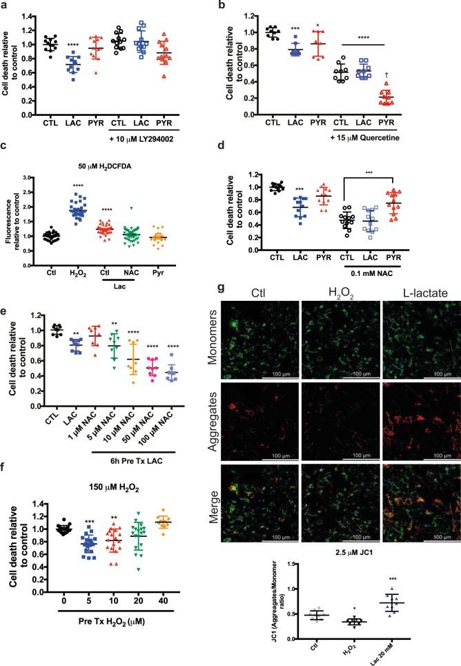 https://cdn.ncbi.nlm.nih.gov/pmc/blobs/2ccb/6737085/1622b73fbcd2/41419_2019_1877_Fig3_HTML.jpg