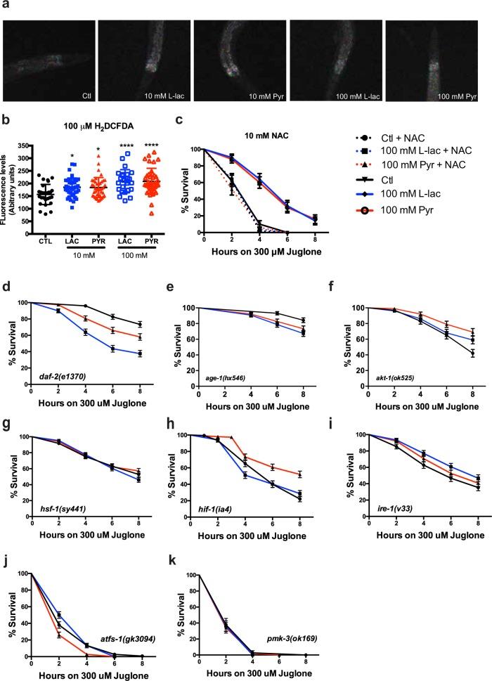 https://cdn.ncbi.nlm.nih.gov/pmc/blobs/2ccb/6737085/f870c6a8801d/41419_2019_1877_Fig5_HTML.jpg