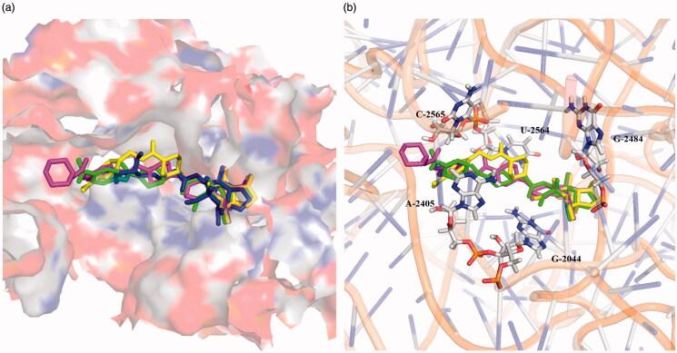 https://cdn.ncbi.nlm.nih.gov/pmc/blobs/2ccb/7993385/e05f01fcd219/IENZ_A_1900163_F0004_C.jpg