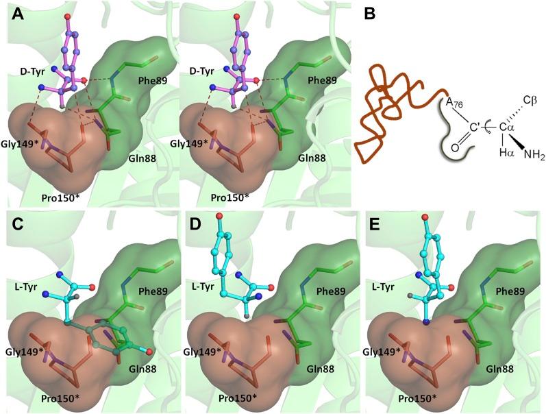 https://cdn.ncbi.nlm.nih.gov/pmc/blobs/2ccd/3845328/108b991aeb0d/elife01519f004.jpg