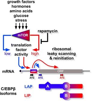 https://cdn.ncbi.nlm.nih.gov/pmc/blobs/2cd7/2836244/8f48711a1452/109_2009_567_Fig1_HTML.jpg