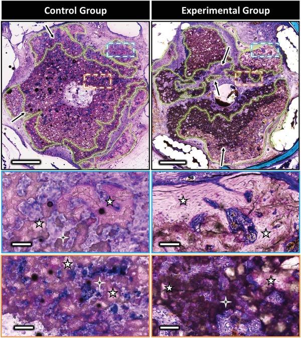https://cdn.ncbi.nlm.nih.gov/pmc/blobs/2cd7/6724474/24b35d67d1fe/ADVS-6-1900844-g004.jpg