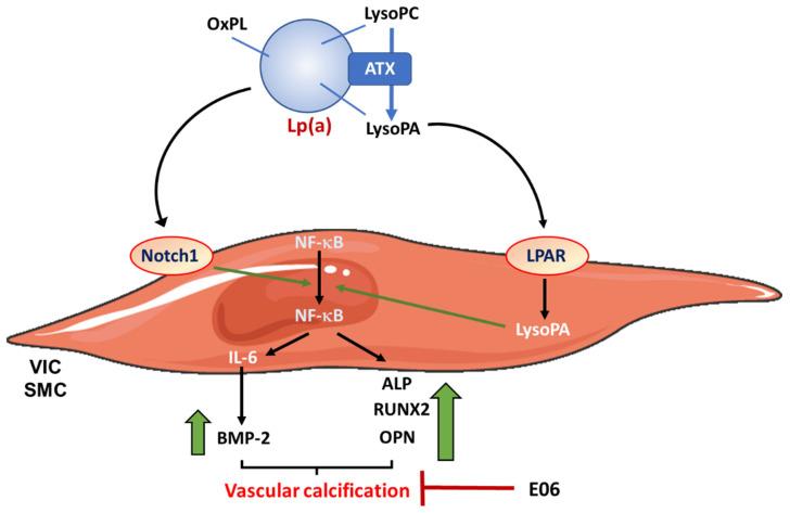 https://cdn.ncbi.nlm.nih.gov/pmc/blobs/2cda/10056669/cbe7a8723f5d/metabolites-13-00457-g001.jpg