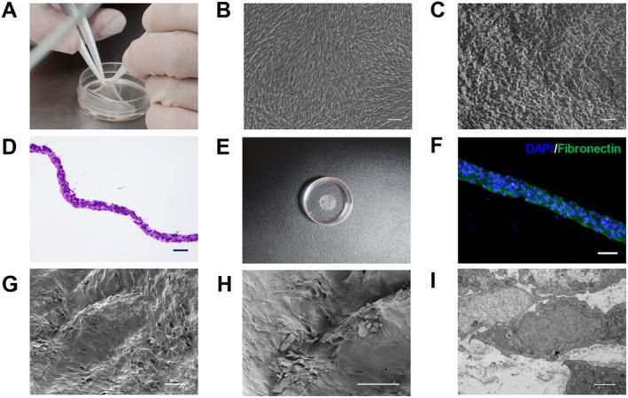 https://cdn.ncbi.nlm.nih.gov/pmc/blobs/2cda/11638885/24ec1cbd4344/CNS-30-e70163-g008.jpg