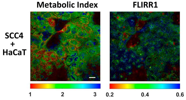 https://cdn.ncbi.nlm.nih.gov/pmc/blobs/2cda/8199032/7cfcbc26c303/ijms-22-05952-g005.jpg