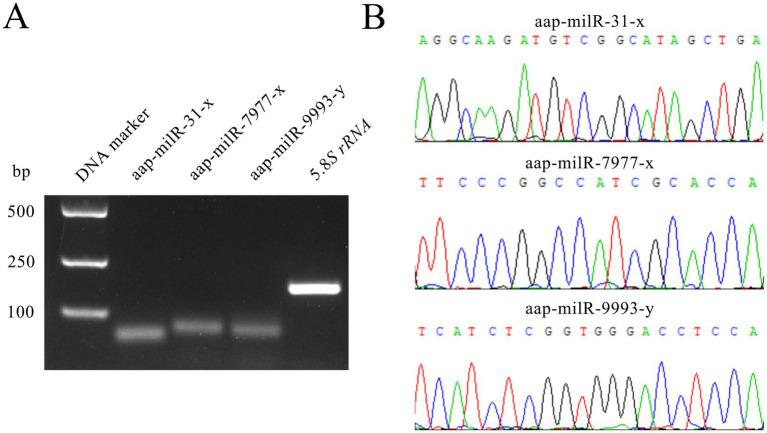 https://cdn.ncbi.nlm.nih.gov/pmc/blobs/2cdb/11914139/711c183ee5d6/fmicb-16-1551625-g002.jpg